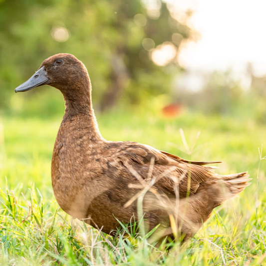 Purebred Khaki Campbell Hatching Eggs
