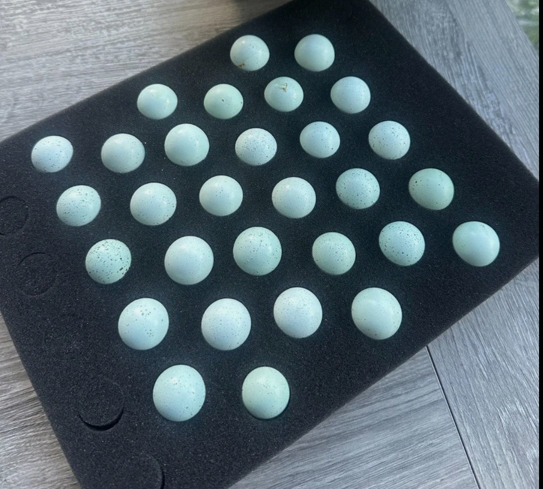 Celadon Coturnix Quail - True Blue Egg Layers - Available Now!