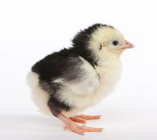 Purebred Ancona Chicks - Available Now!