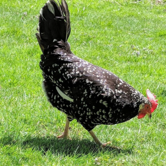Ancona Hatching Eggs