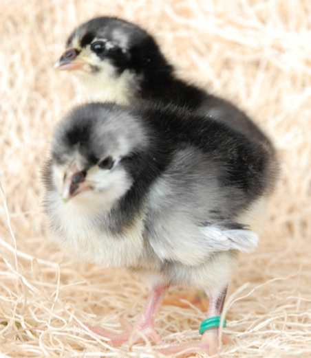 Black Australorp Hatching Eggs