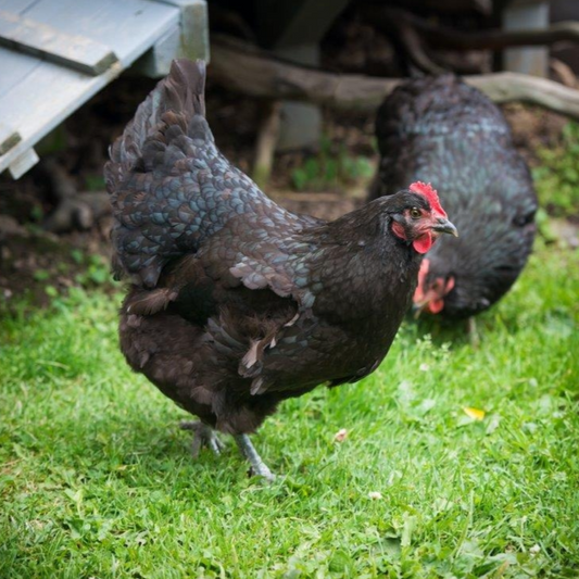 Purebred Black Australorp Chicks Straight Run - taking orders for Feb 2026