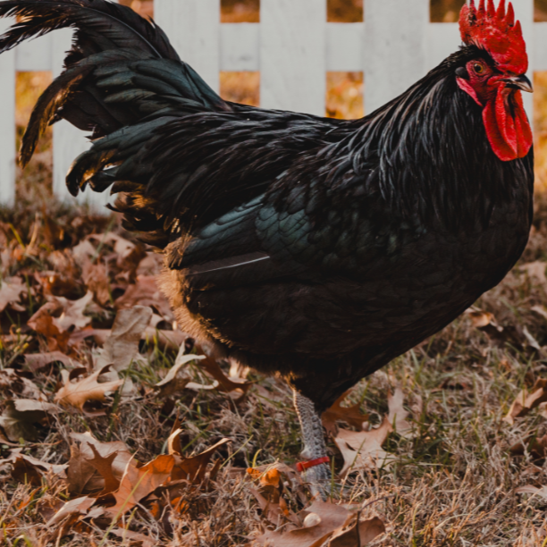Black Australorp Hatching Eggs