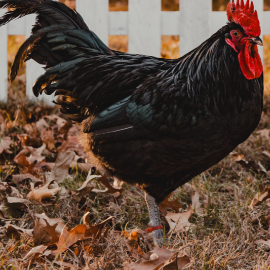 Black Australorp Hatching Eggs