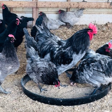 Blue Bresse Hatching Eggs