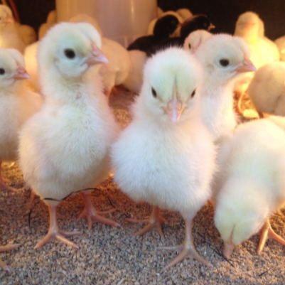 Purebred Bresse Hatching Eggs