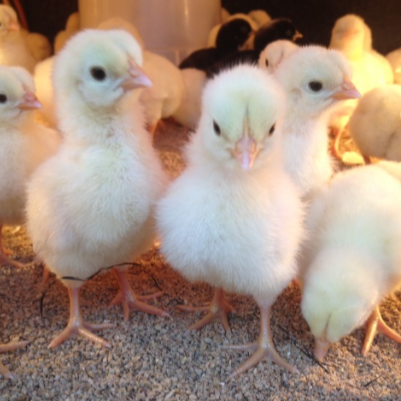 Purebred Bresse Chicks Straight Run - taking orders for Feb 2026