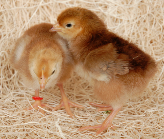 Purebred Rhode Island Red Chicks - Available Now!
