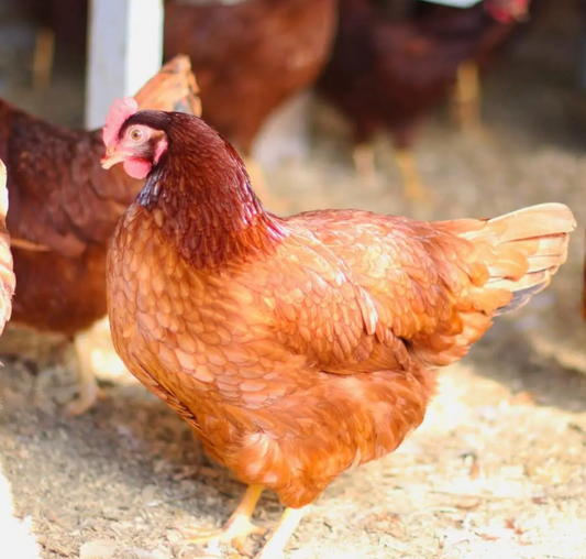 Purebred Rhode Island Red Pullets - AVAILABLE NOW!