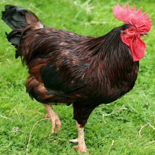 Purebred Rhode Island Red Hatching Eggs